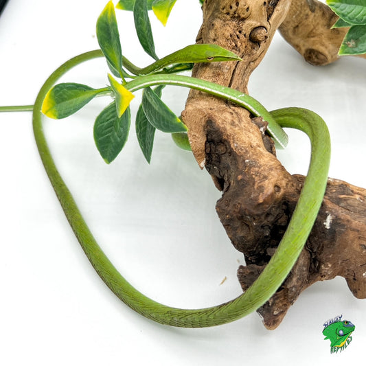 Asian Vine Snake - #32636