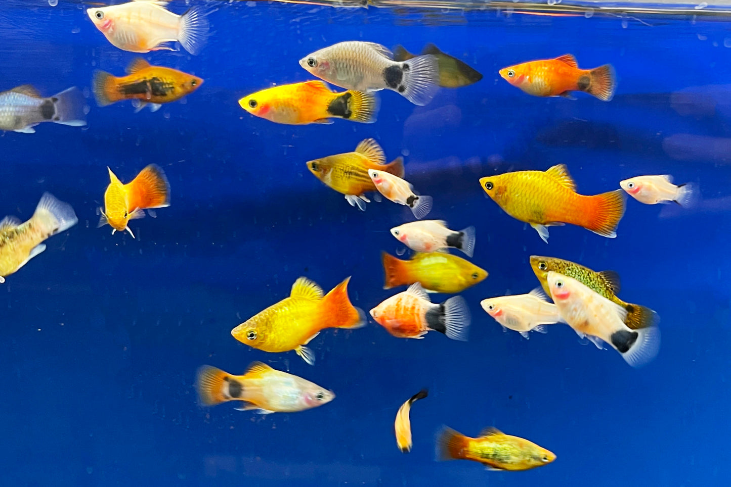 Assorted Platy Fish - #32720