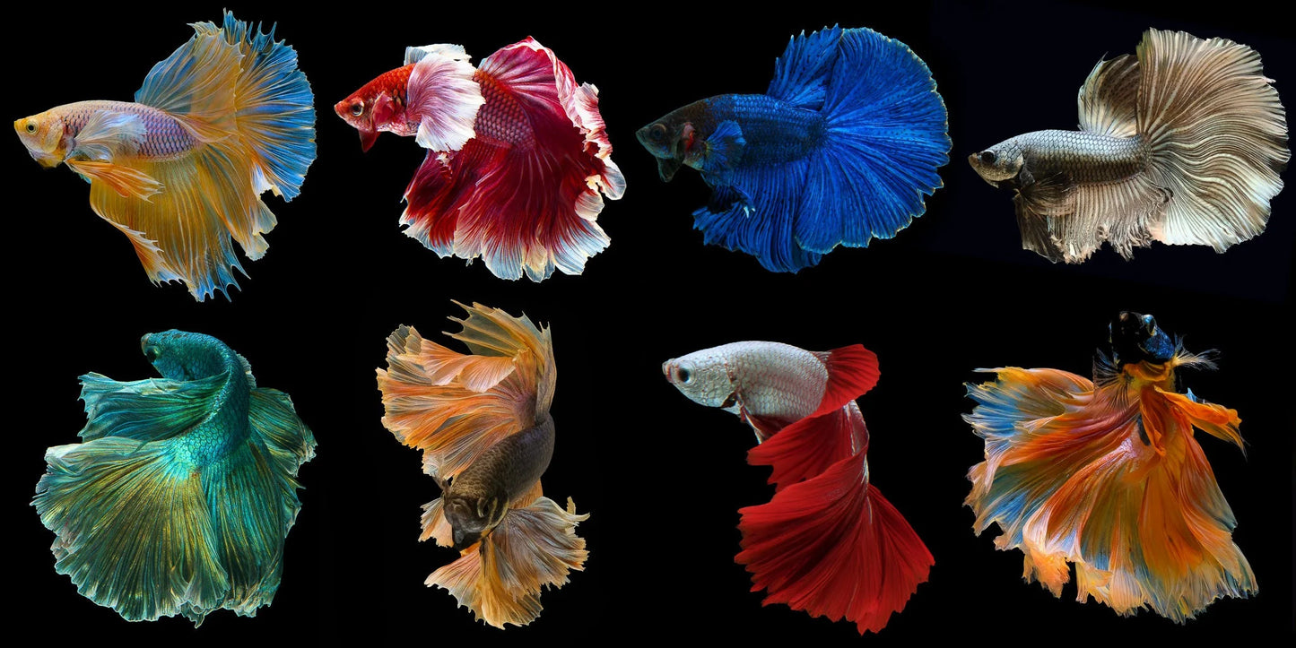 Fish Betta Assorted