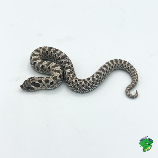 Axanthic Western Hognose Snake -