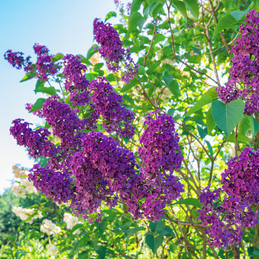 Ludwig Von Spaeth Lilac - 1 Gallon - #32829
