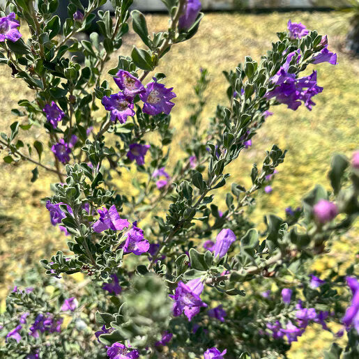 Heavenly Cloud Texas Sage - 1 Gallon - #27758