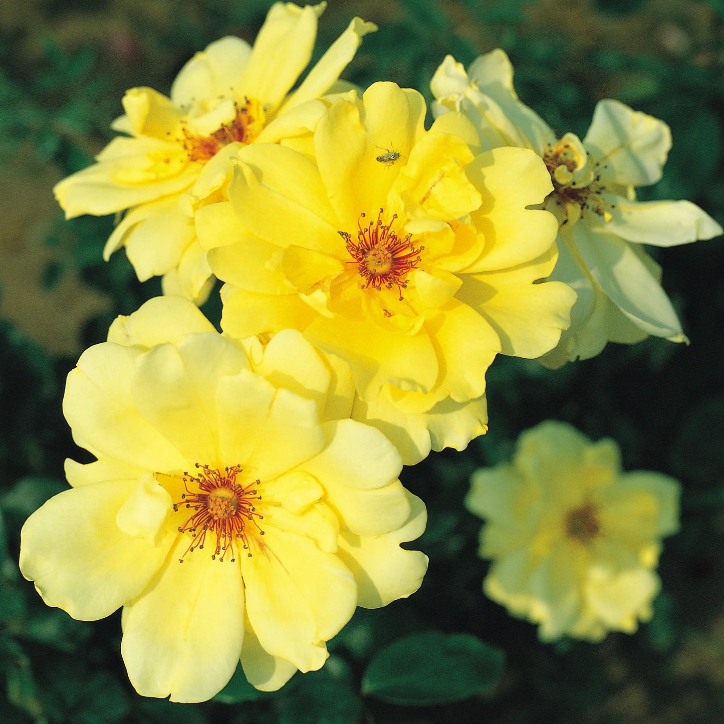 Rose Golden Showers - Climber - TNP - #27807