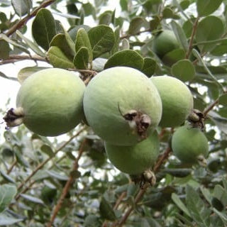 Nazametz Pineapple Guava - 5 Gallon - #31924