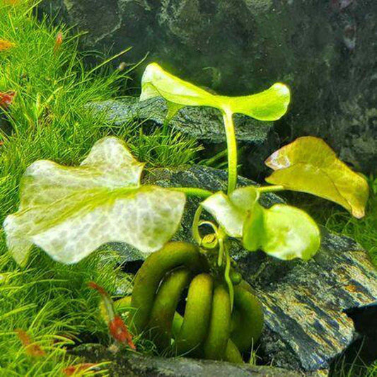 Aquatic Banana Plant - 1 Bunch - #31265