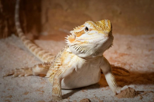 Bearded Dragon - Female - Sub-Adult - #31699