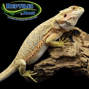 Bearded Dragon - Female - Adult - Citrus - #31824