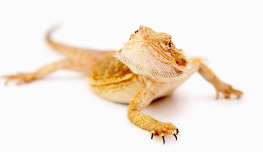 Red Hypo Bearded Dragon - Sub-Adult - Male - #31656