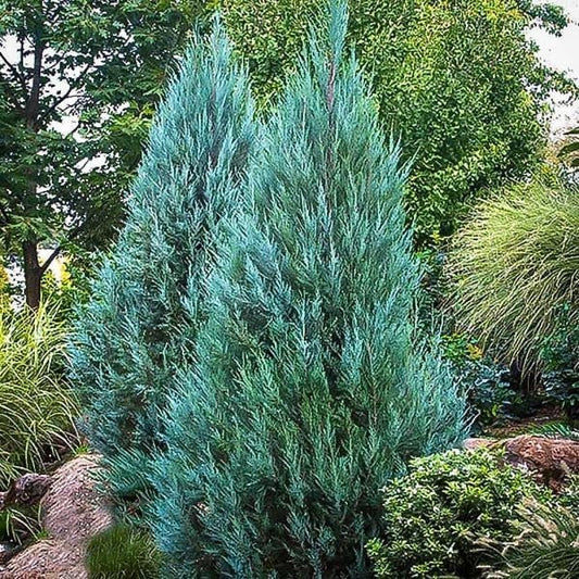 Blue Point Juniper - 15 Gallon