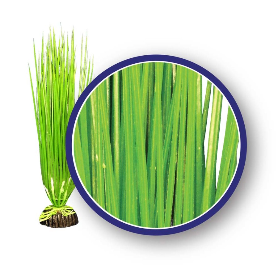 Wonder Plant – Freshwater Series – Asian Hairgrass – 18" - #27993
