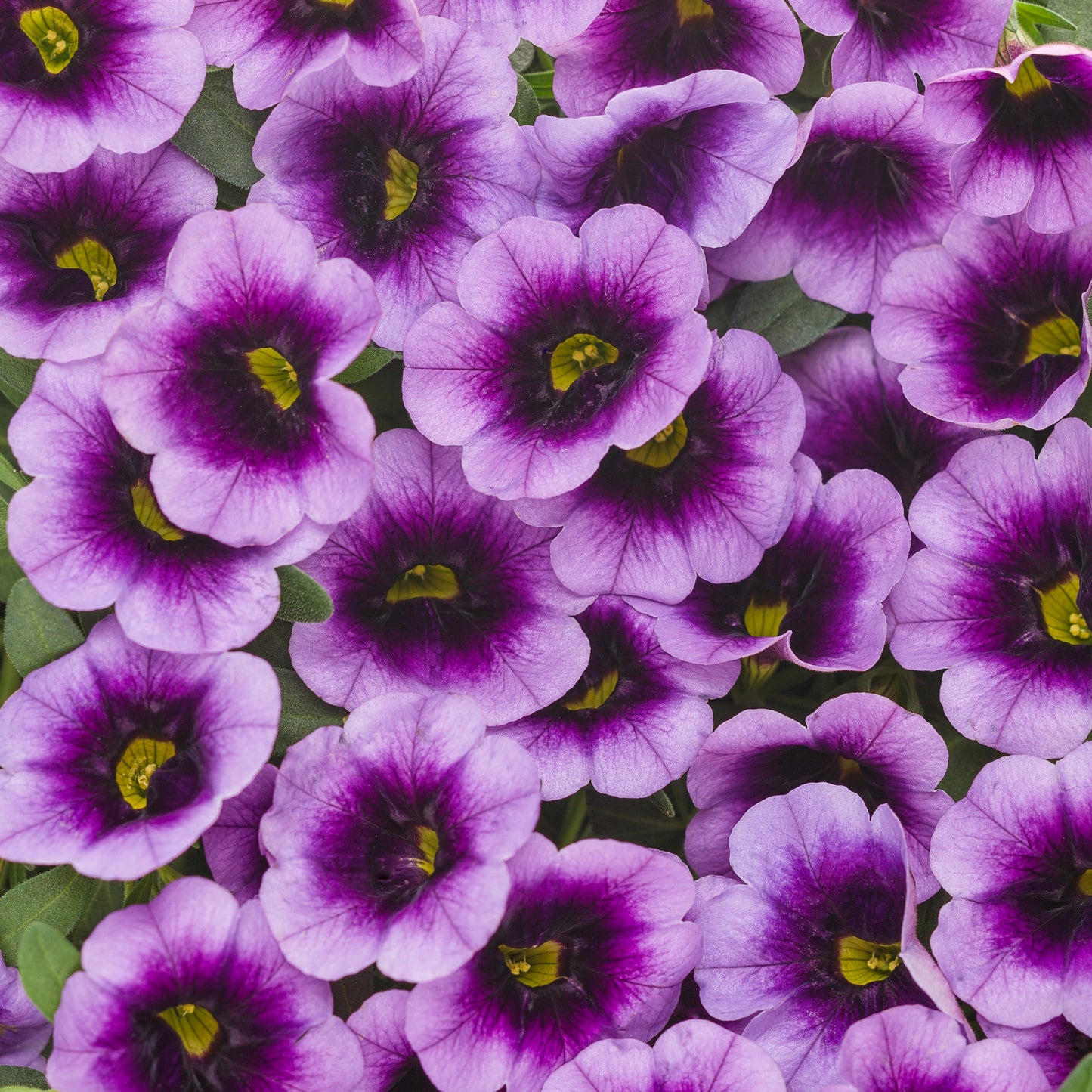 Annual Flowers - Proven Winners - 1 Quart - HD - #32797