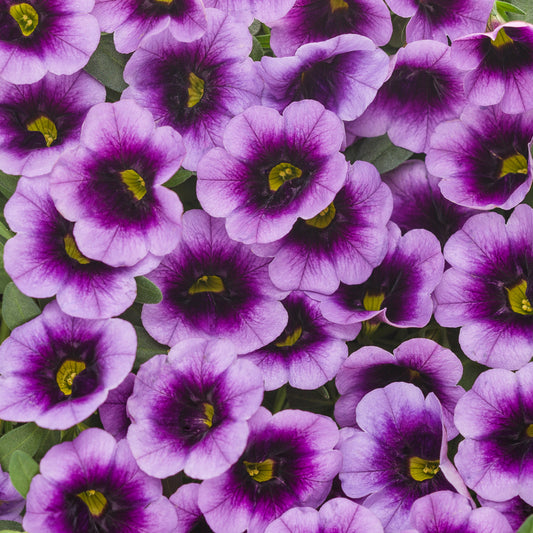 Annual Flowers - Proven Winners - 1 Quart - HD - #32797