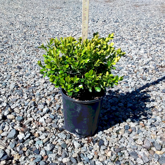 Japanese Boxwood - 1 Gallon - #1348