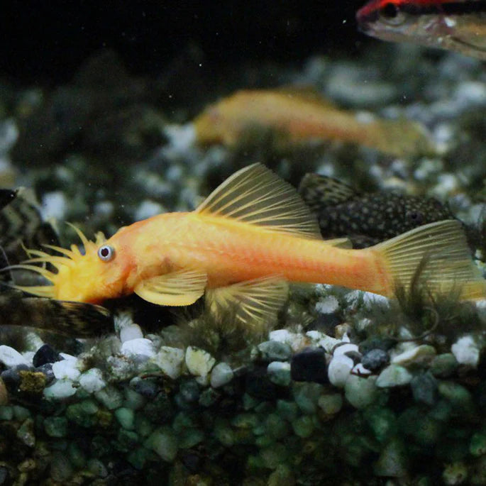 Assorted Plecostomus