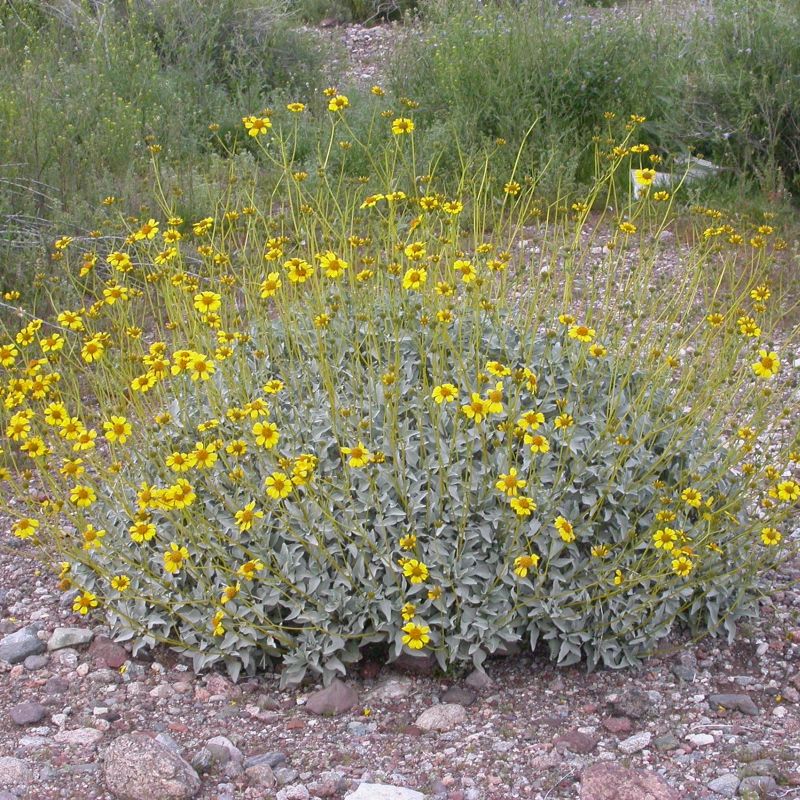 Brittlebush - 1 Gallon - #1009