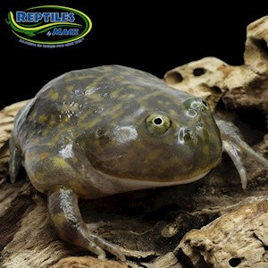 Budgett's Frog - #32808