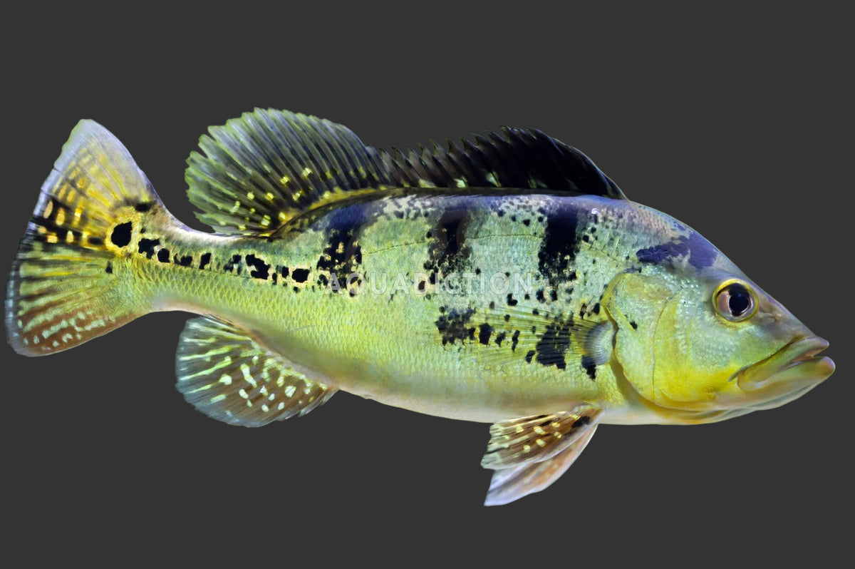 Butterfly Peacock Bass