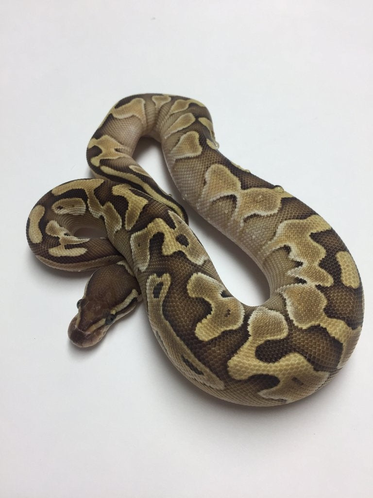 Lesser Ball Python