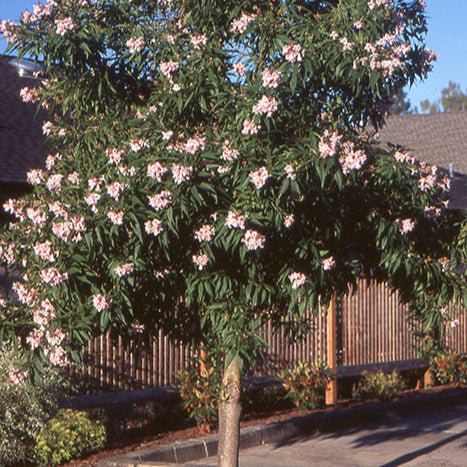 Chitalpa 'Pink Dawn' - 15 Gallon - #4346