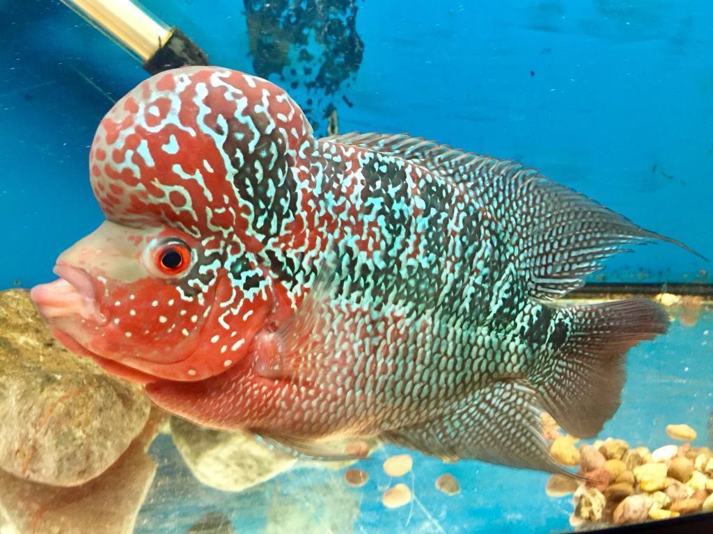 Assorted African and American Cichlids