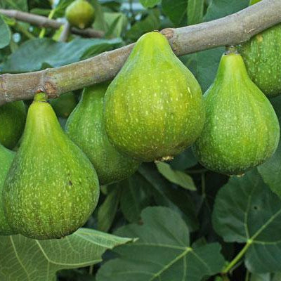 Desert King Fig - 5 Gallon - #24171
