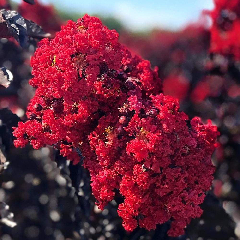 Double Dynamite Crape Myrtle Shrub - 5 Gallon - #32874