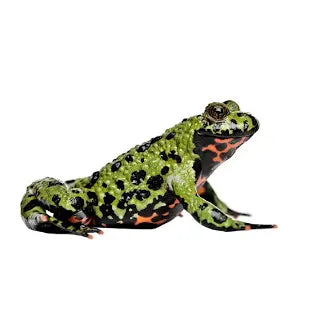 Toad