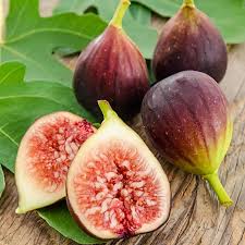 Brown Turkey Fig - 15 Gallon - #31685