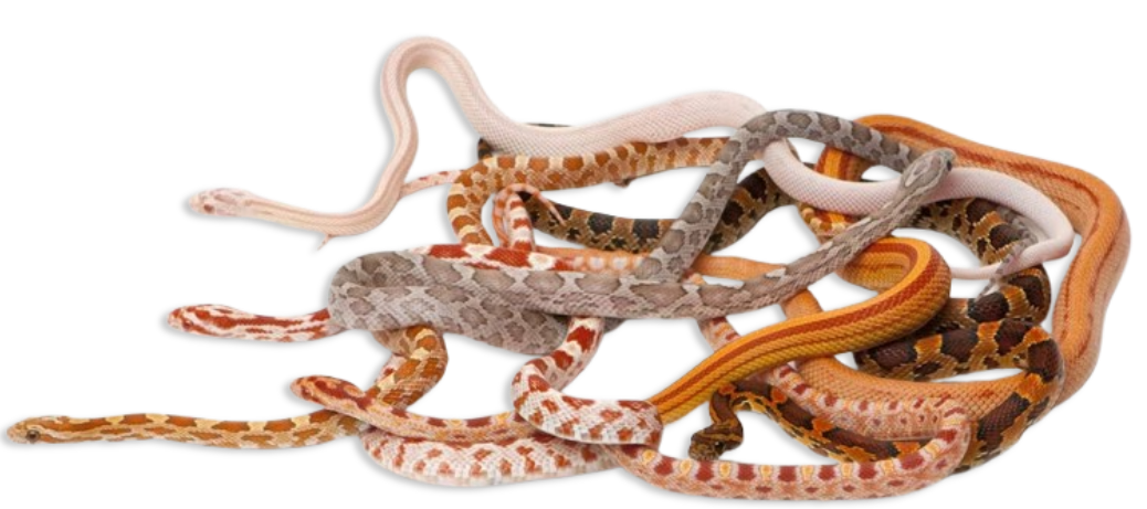 Corn Snake