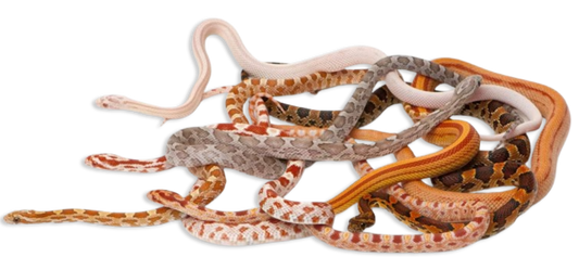 Corn Snake