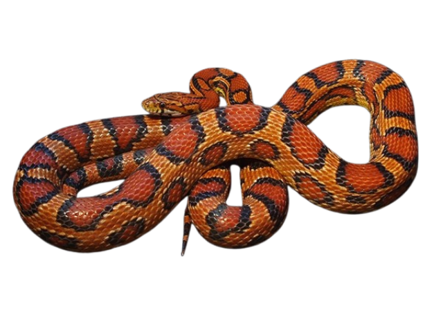 Corn Snake