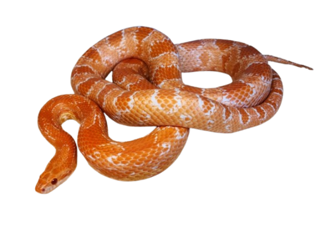 Corn Snake