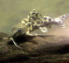 Clown Squeaker Catfish - #32642