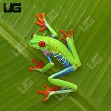 Red Eye Tree Frog - #26721