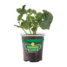 Bonnie Plastic Pot Herbs - 4.5" - #24531