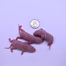 Live Pinky Rat Feeder - #310119