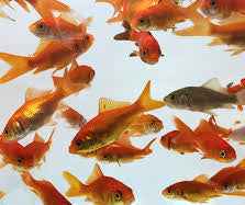 Common Goldfish