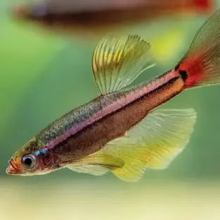 White Cloud Mountain Minnow - #32194