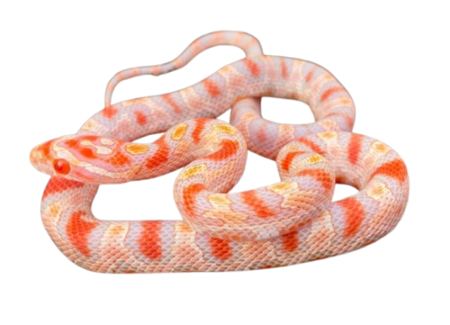 Corn Snake