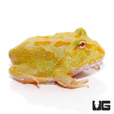 Albino Pacman Frog - #29164