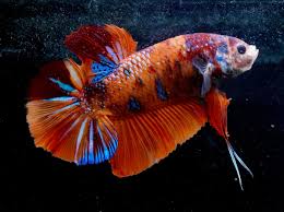 Betta King - Assorted - Male - #32380