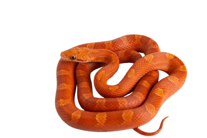 Corn Snake