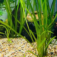 Jungle Val - Vallisneria americana - #32432
