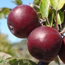 Arkansas Black Apple - Grow Bag - #29671