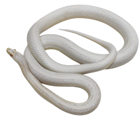 Corn Snake