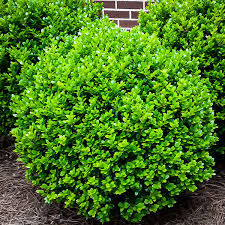 Winter Gem Japanese Boxwood - 5 Gallon - #8777