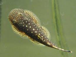 Hill Stream Loach - #32378