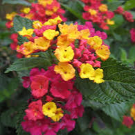 Lantana Compact 'Teenie Genie' - 2 Gallon - #32019