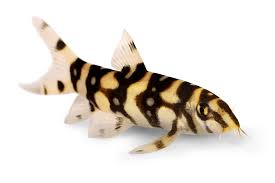 Yoyo Loach - #32196