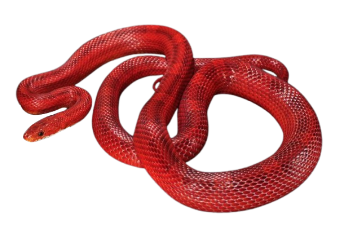 Corn Snake
